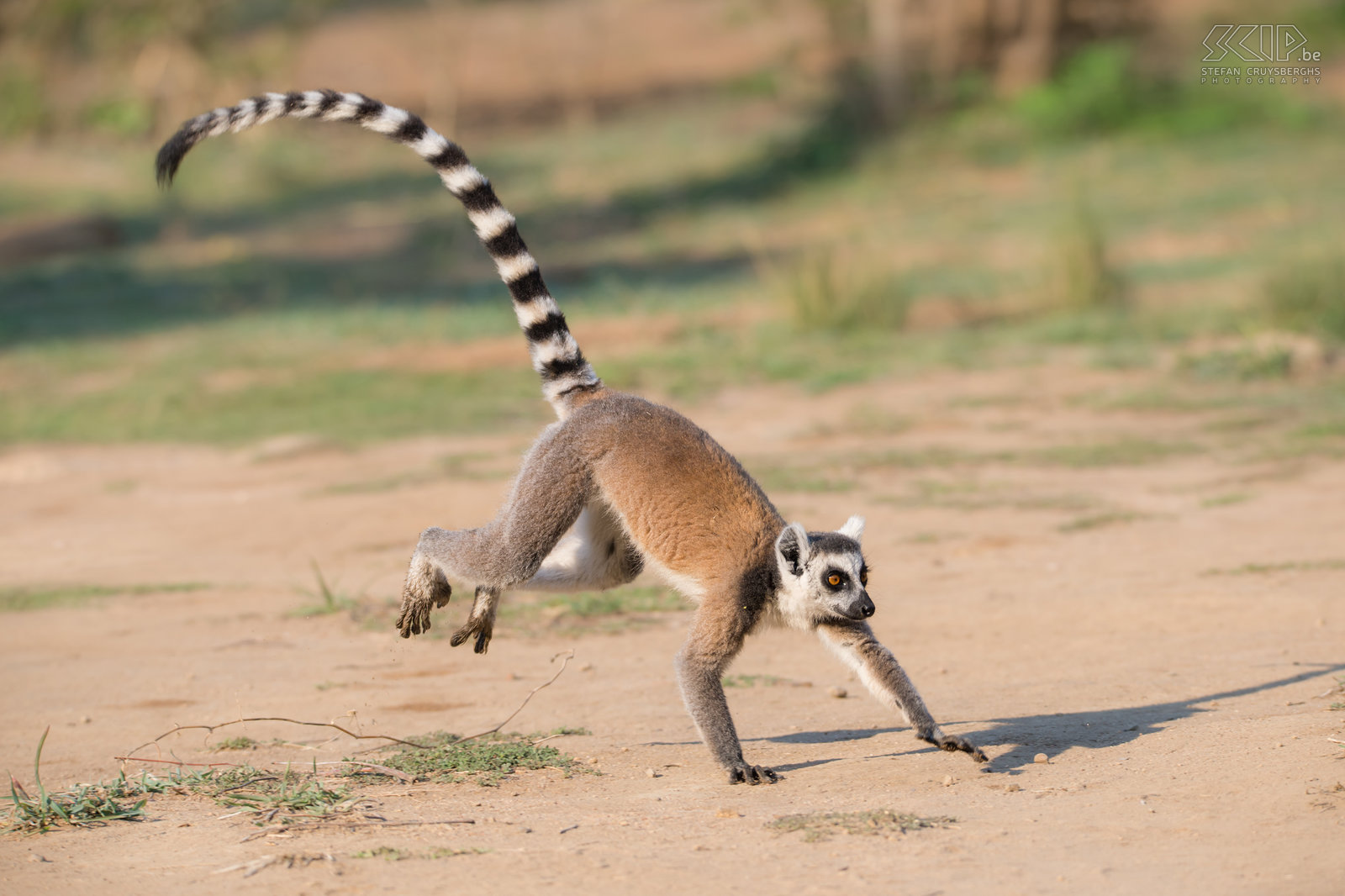Anja - Running ring-tailed lemur  Stefan Cruysberghs